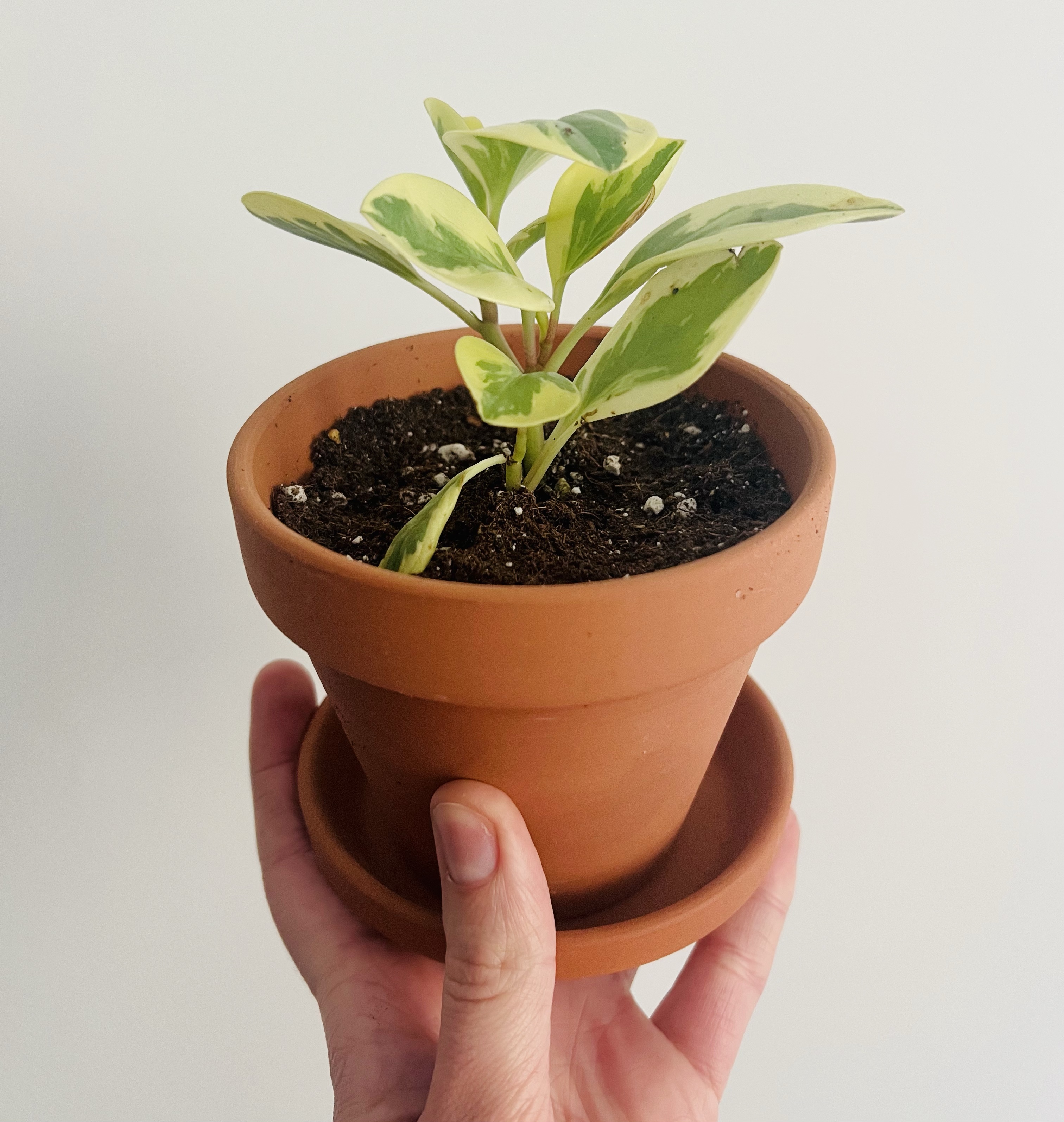 Your Guide to the Best Houseplants